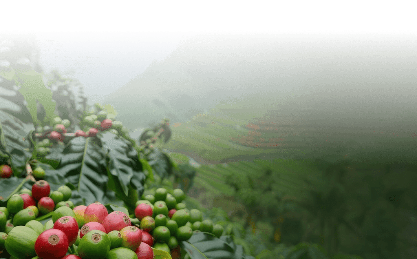Mountain background