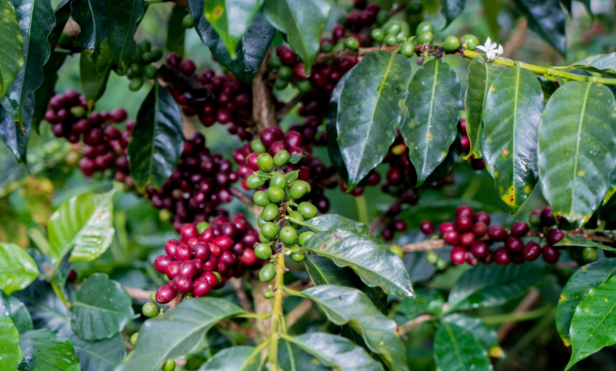 cajamarca plant