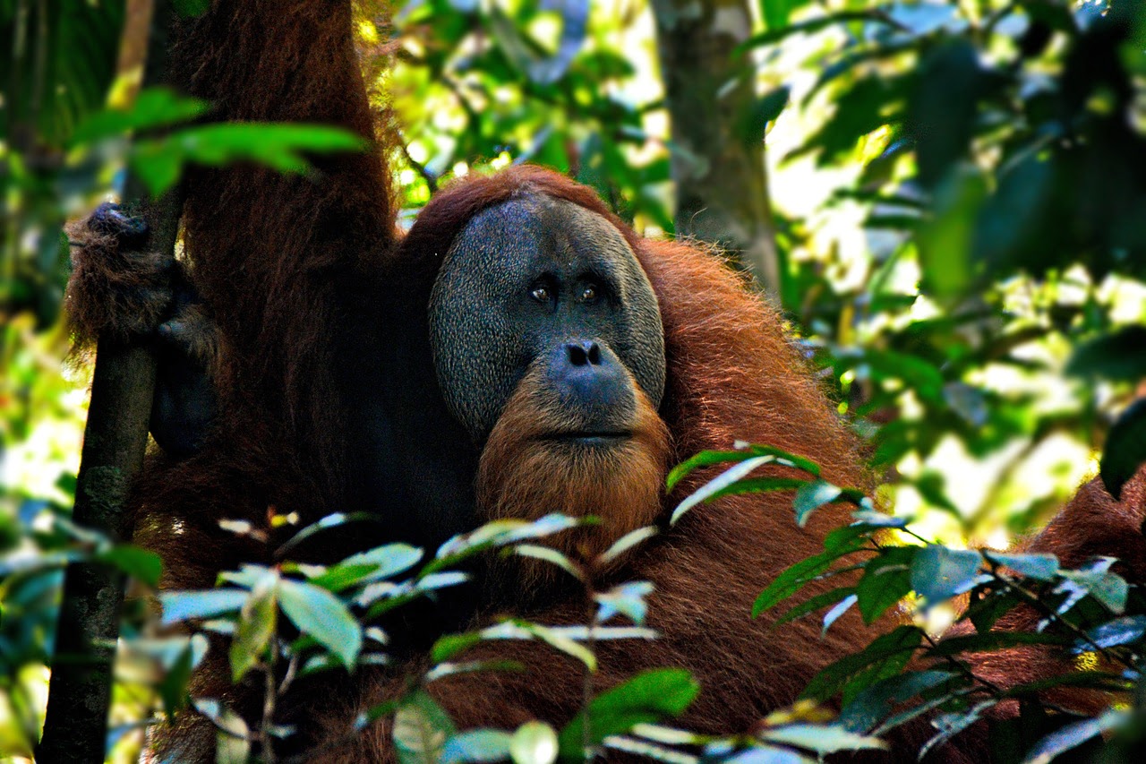 indonesia animal