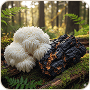 Lion's mane and chaga mushrooms