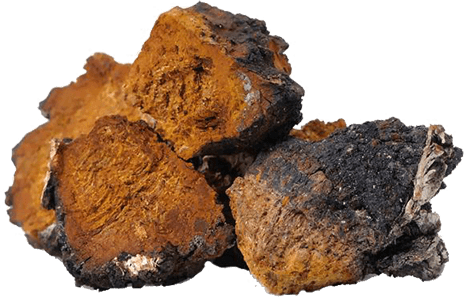 Chaga mushroom