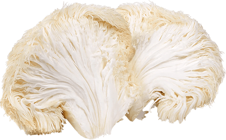 Lion's Mane mushroom