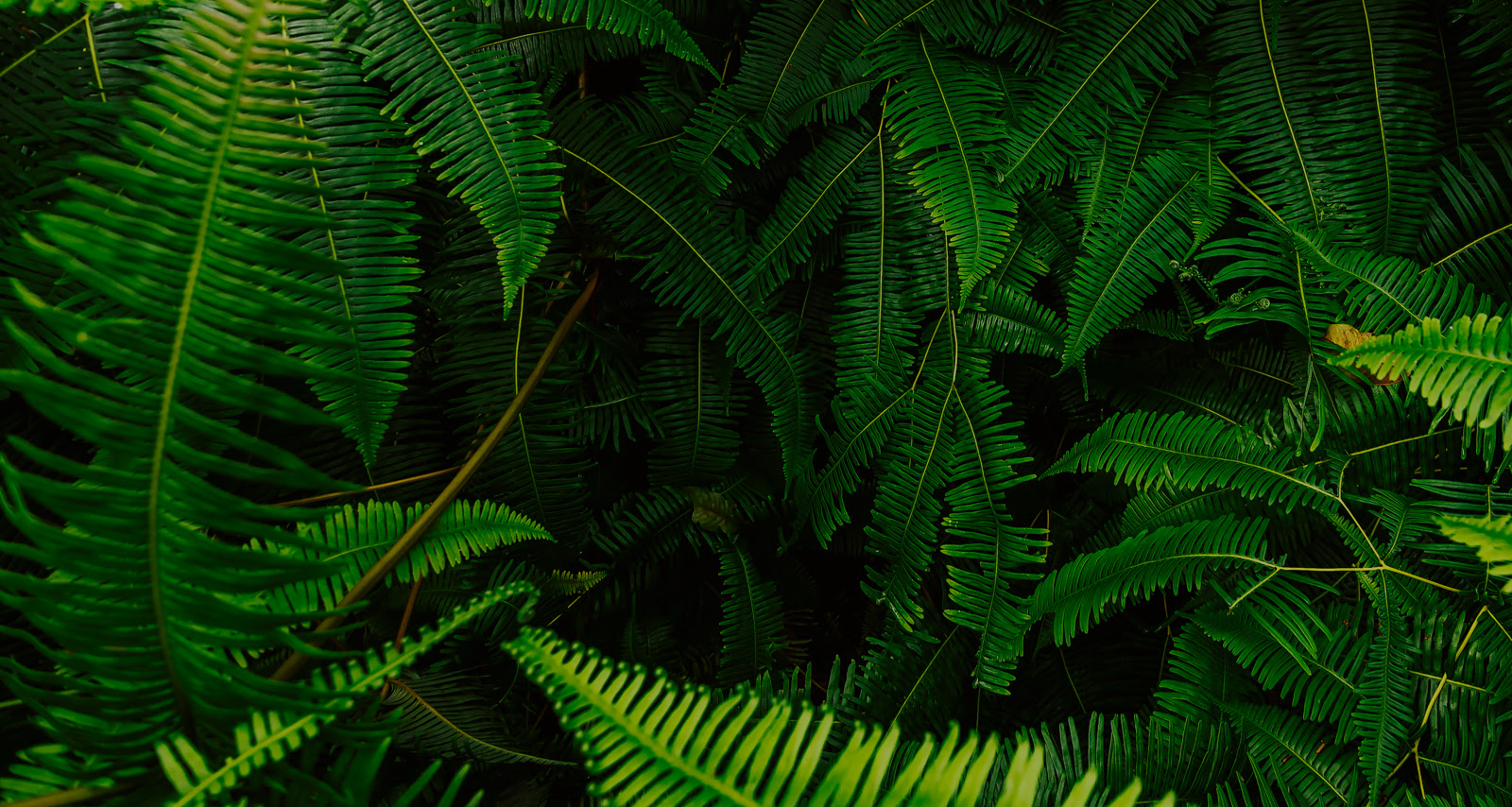 bacgrkound section image