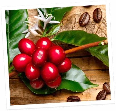 Single Origin