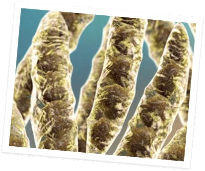 Tested for Mycotoxins